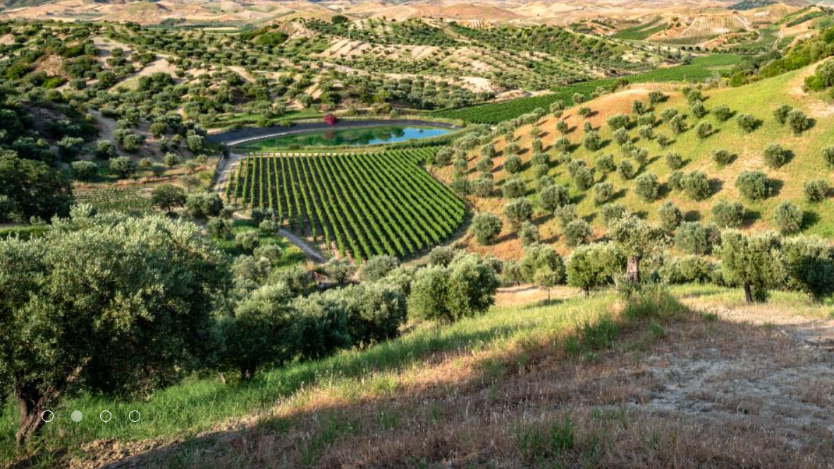 At Librandi in Calabria, A Treasure Trove of Authenticity Can Be Found ...